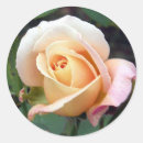 Recherche de rosebud autocollants Fleurs