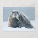 Recherche de barbu cartes postales Faune