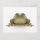 Recherche de frog posters Scales