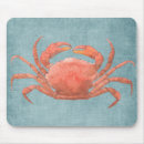 Recherche de crabe tapis souris Plage