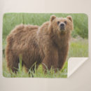 Recherche de kodiak Ours kodiak