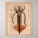 Recherche de mollusque posters Céphalopode
