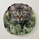 Recherche de chats domestiques coussins Animal