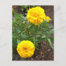Recherche de marigot cartes postales Photographie