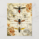 Recherche de insecte cartes postales Antique