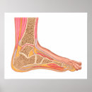 Recherche de anatomie pied posters Horizontale