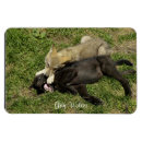 Recherche de loup magnets Photographie de la faune