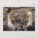 Recherche de albatros cartes postales Océan