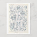Recherche de haeckel cartes postales Histoire naturelle