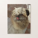Recherche de tzus de shih puzzles Pour tous