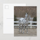Recherche de friesian horse cartes postales Animal
