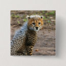 Recherche de jubatus Faune