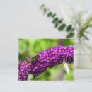 Recherche de buisson papillon cartes postales Fleurs