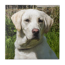 Recherche de sportif carreaux Animal