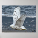 Recherche de hibou posters Décoration