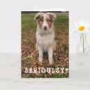 Recherche de bergers australiens vœux cartes Pour elle