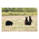 Recherche de ours kodak Porter