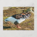 Recherche de humour grenouille cartes postales Bizarre