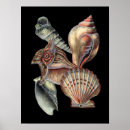 Recherche de créatures de vie marine posters Coquillage