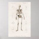 Recherche de anatomie vintage posters Impression