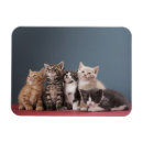 Recherche de chaton magnets Animal familier