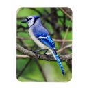 Recherche de geai bleu magnets Nature