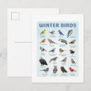 Recherche de oiseaux en hiver cartes postales Oiseaux dans la neige