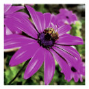 Recherche de honey bee posters Insecte