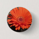 Recherche de gerbera badges Marguerite