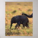 Recherche de intégral posters L'afrique