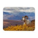 Recherche de mouflon magnets Mouton de montagne