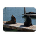 Recherche de otarie magnets Lion de mer
