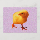 Recherche de poussins jaunes cartes postales Poulets