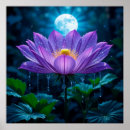 Recherche de lotus pourpre posters Nature