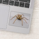 Recherche de spider autocollants Effrayant