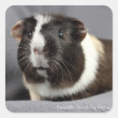 Recherche de guinéen autocollants Pigeon