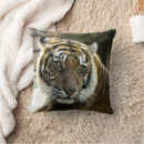 Recherche de prédateur coussins Félin