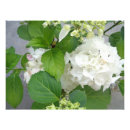 Recherche de hortensias posters Nature
