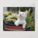 Recherche de chat domestique cartes postales Jour