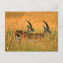 Recherche de gazelle cartes postales Gallo images