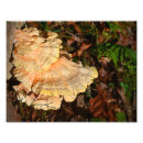 Recherche de champignon comestible posters Bois