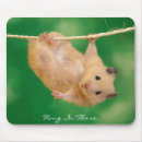 Recherche de hamsters tapis souris Animal familier
