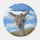 Recherche de cha magnets Humour