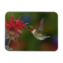 Recherche de colibri magnets Vol