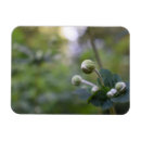 Recherche de plantes refrigérateur magnets Vert