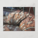 Recherche de python cartes postales Serpent
