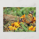 Recherche de zinnia cartes postales Orange