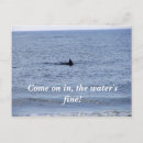 Recherche de humour requin cartes postales Plage