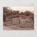 Recherche de vignoble cartes postales Tourisme
