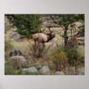 Recherche de élan posters Faune